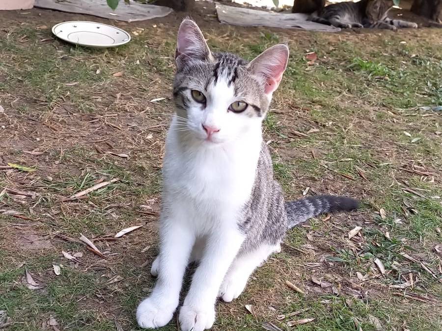 Adotta un gatto, maschio, 2 mesi, Vicenza