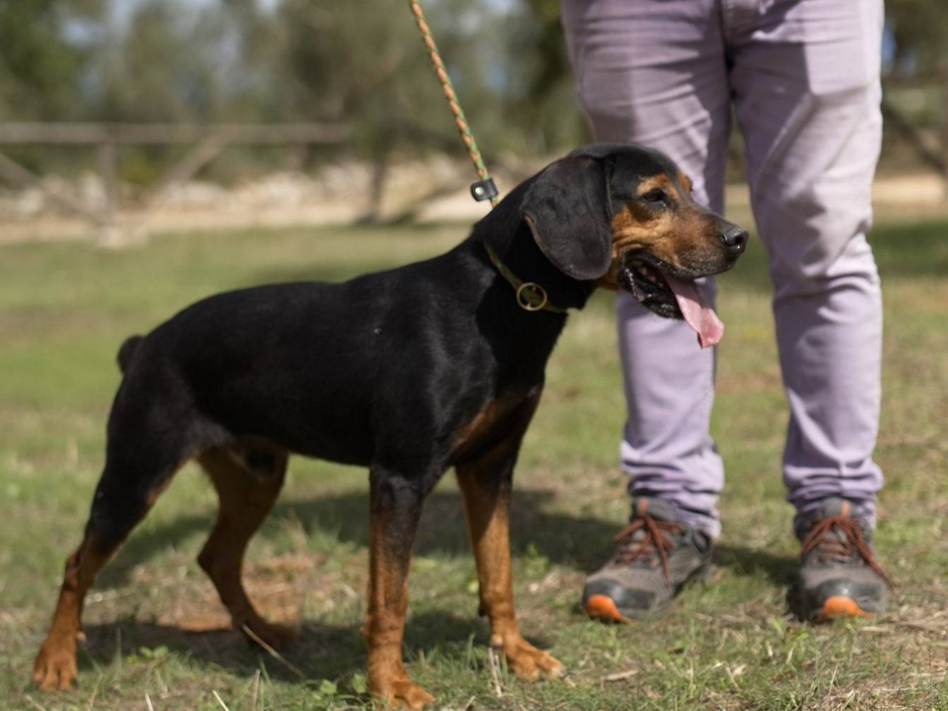 Adotta il cane Gennarino a Torino