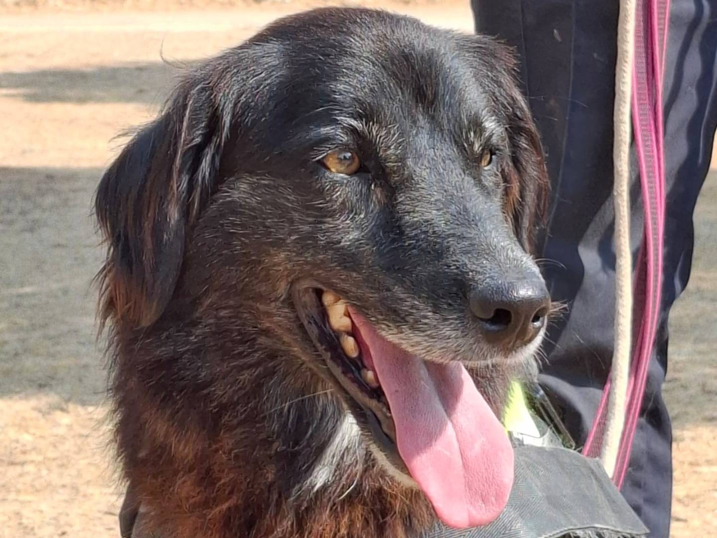 Adozione cane, femmina, Border Collie Razza sconosciuta, 3 anni e 5 mesi, taglia media, Milano