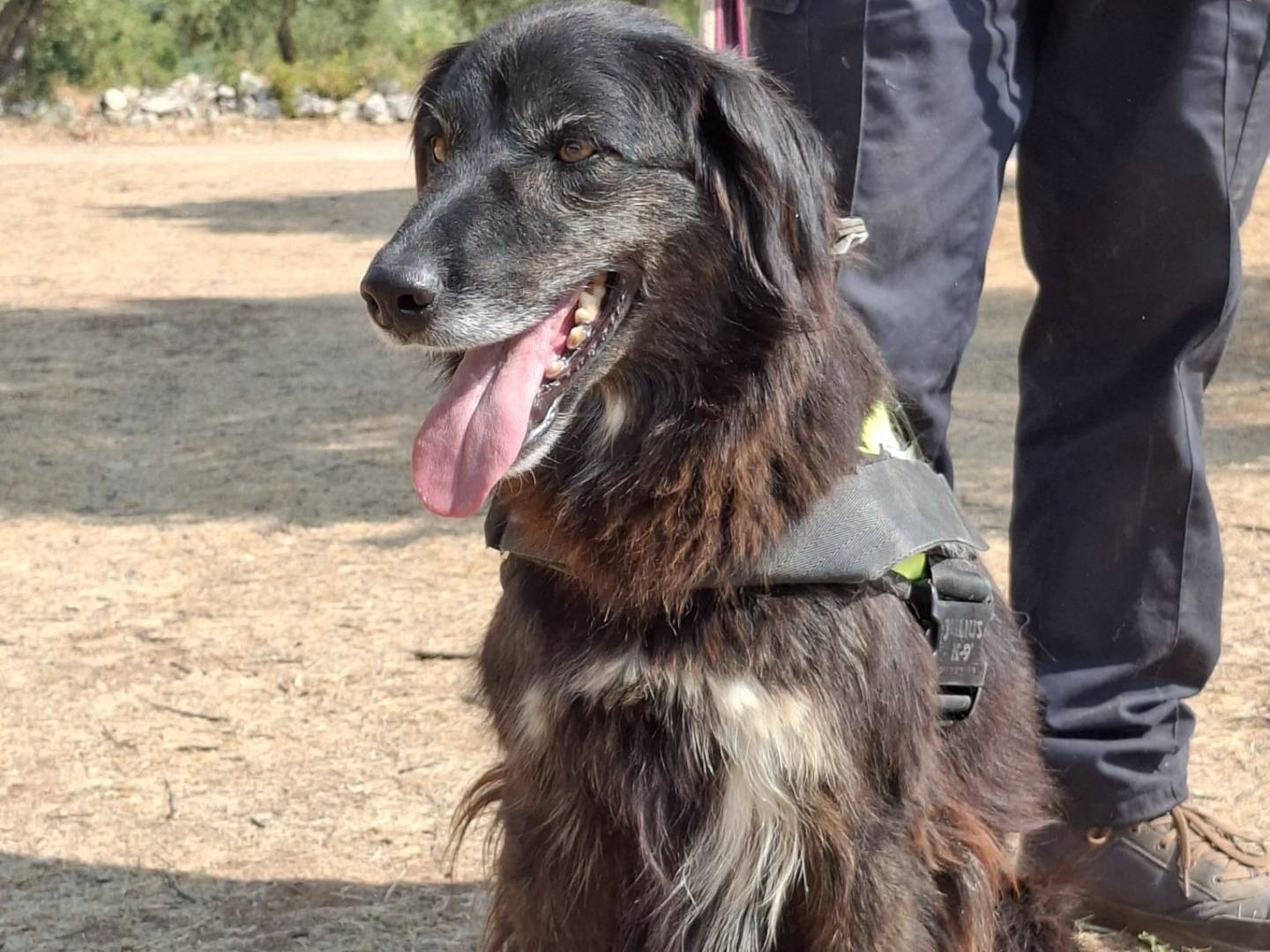Adotta il cane Lilly a Milano