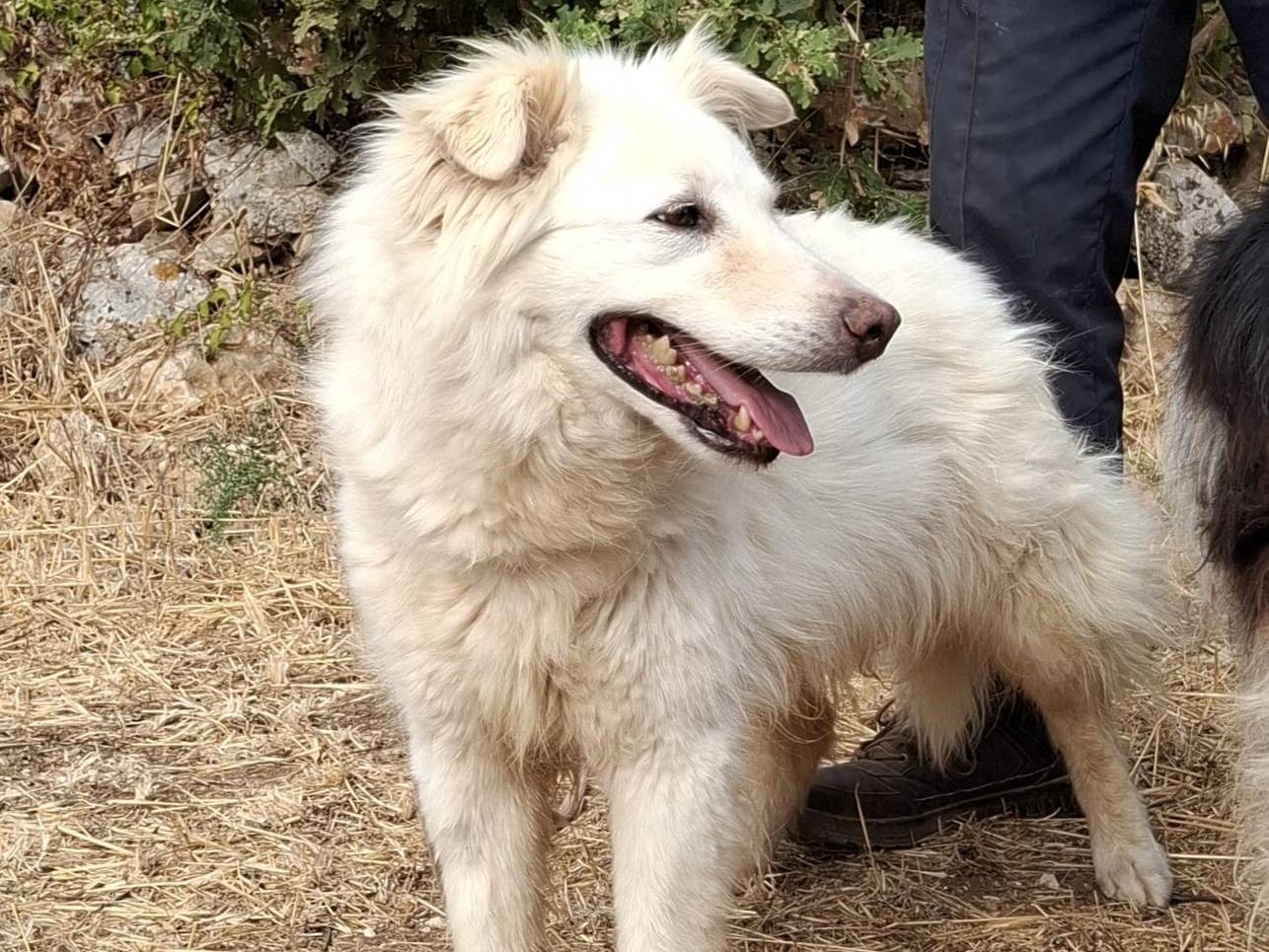 Vuoi adottare un cane a Verona?