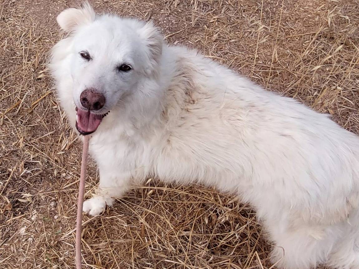 Adotta il cane Nonna Penny a Verona