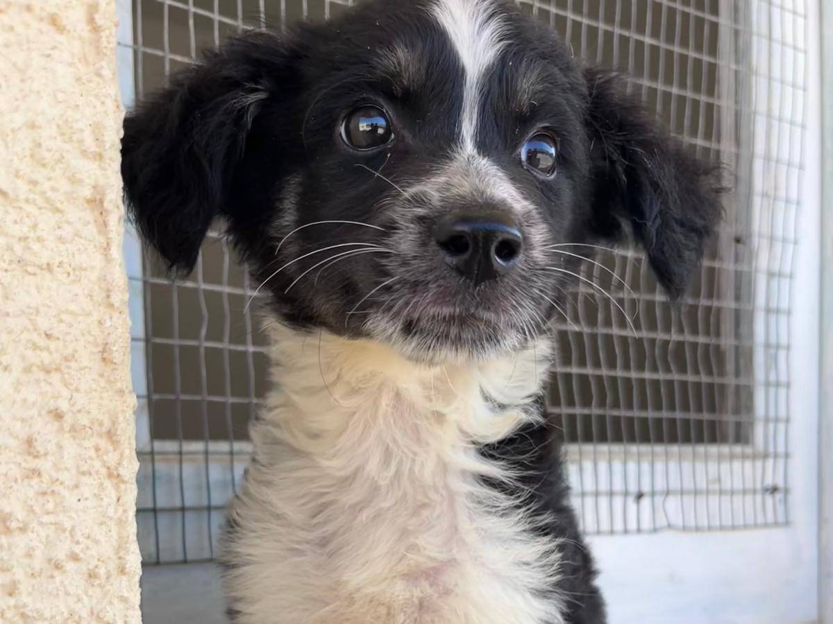 Adozione cane, femmina, Razza sconosciuta Razza sconosciuta, 2 mesi, taglia media, Trapani