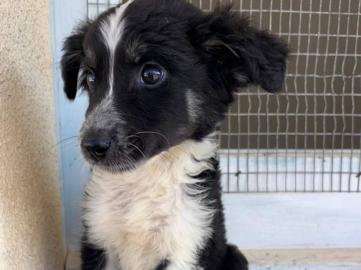 Adotta un cane, femmina, 2 mesi, Trapani