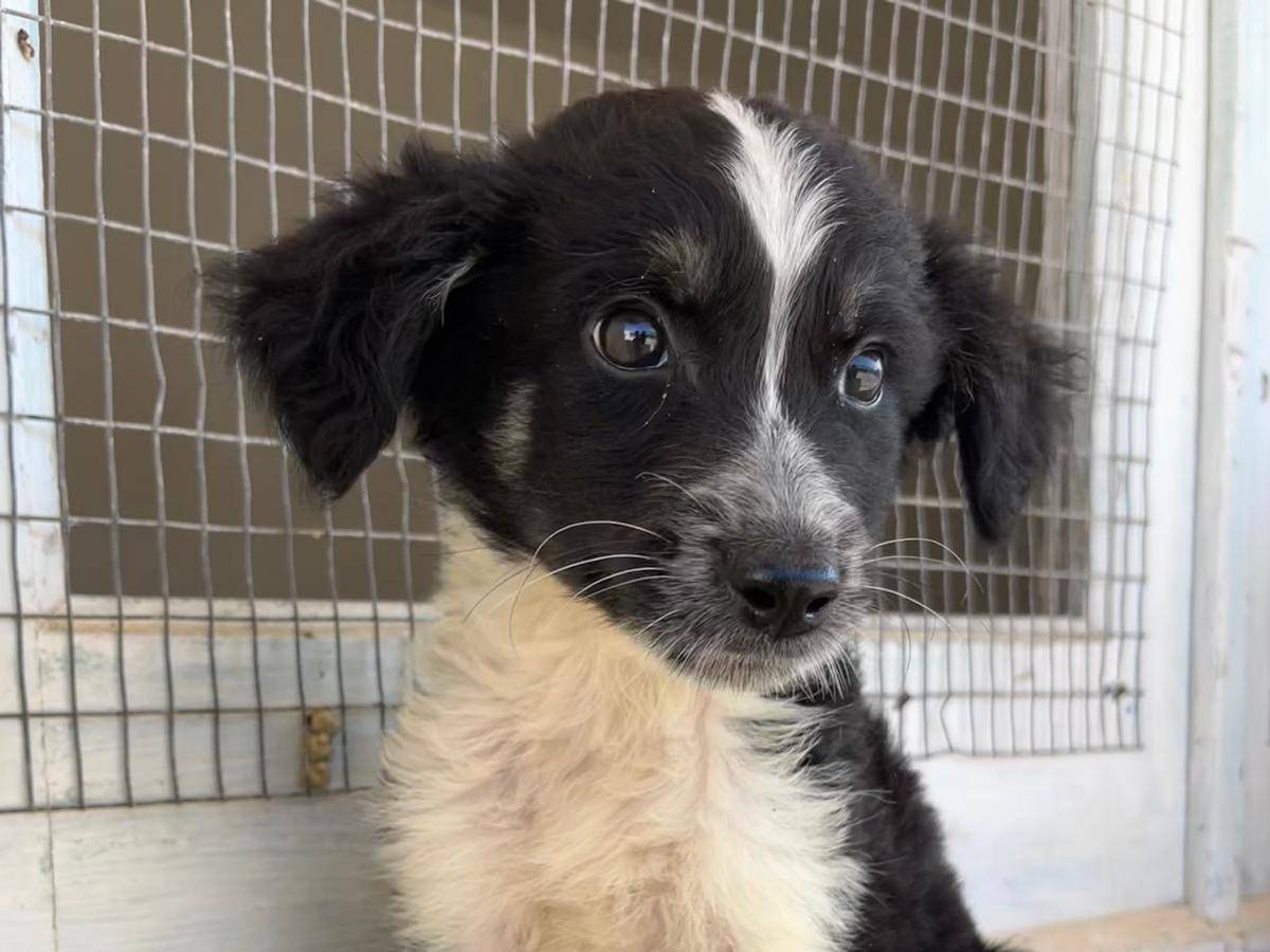 Adotta un cane, taglia media, femmina, Trapani