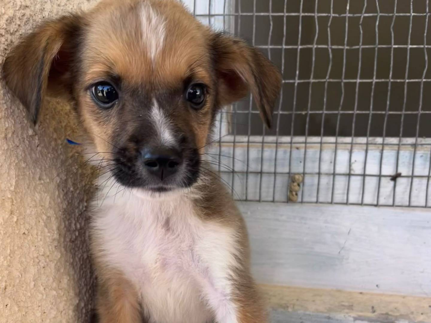 Adotta un cane, maschio, 2 mesi, Trapani