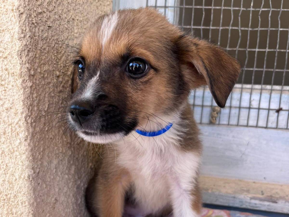 Adotta un cane, taglia media, maschio, Trapani