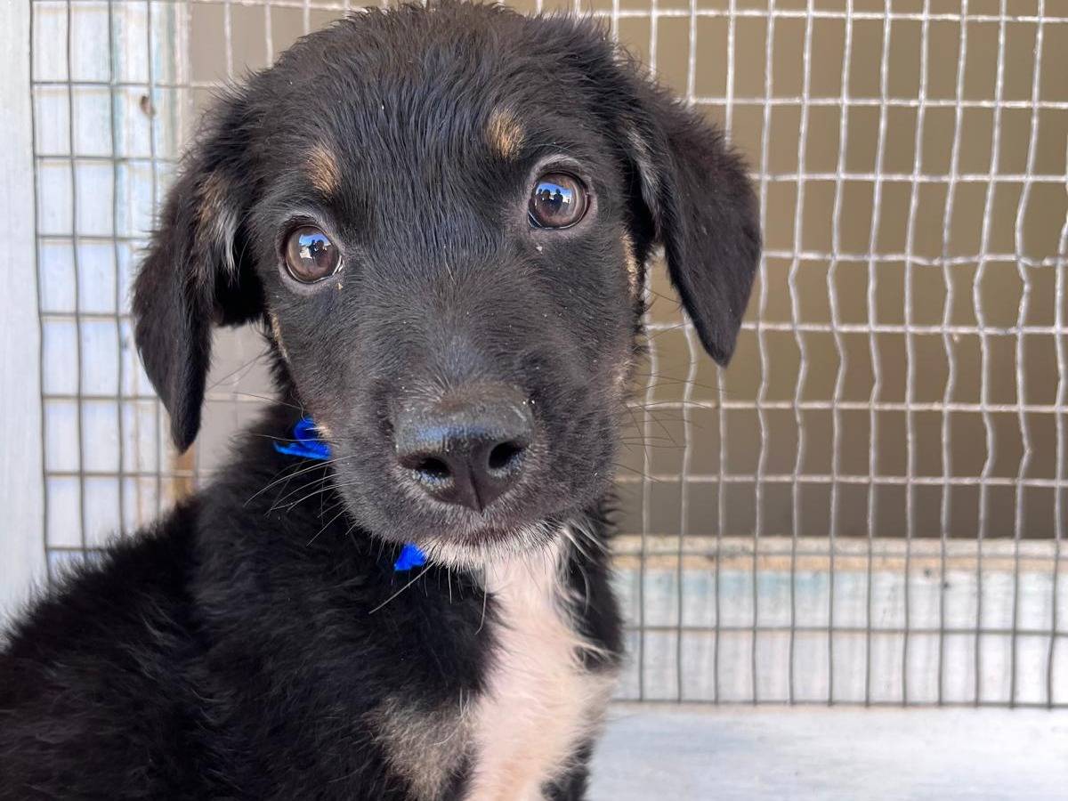 Adozione cane, maschio, Razza sconosciuta Razza sconosciuta, 2 mesi, taglia media, Trapani