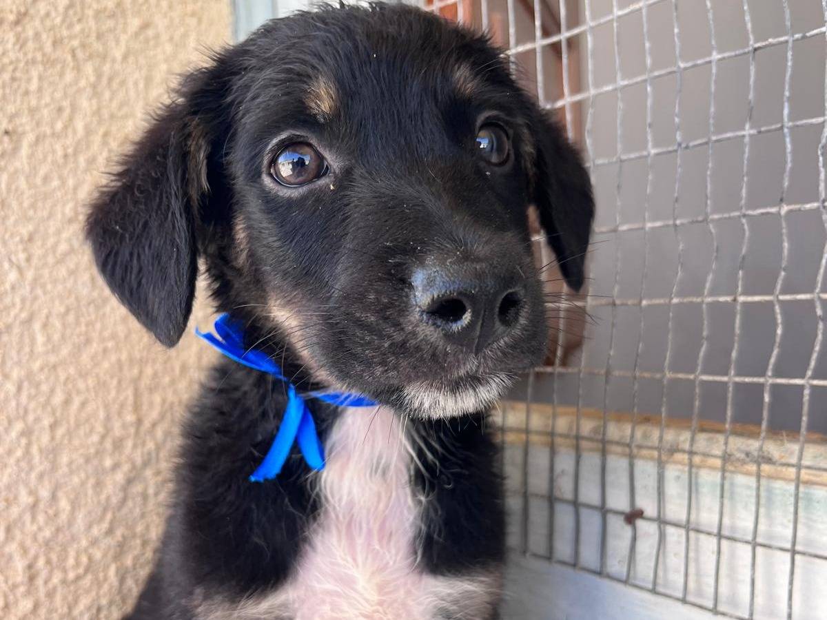 Adotta un cane, maschio, 2 mesi, Trapani