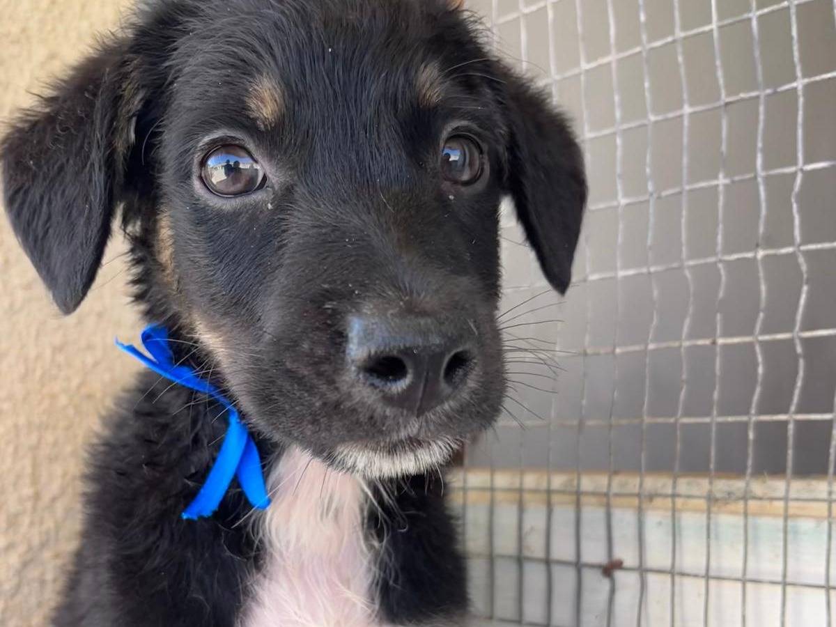 Adotta un cane, taglia media, maschio, Trapani
