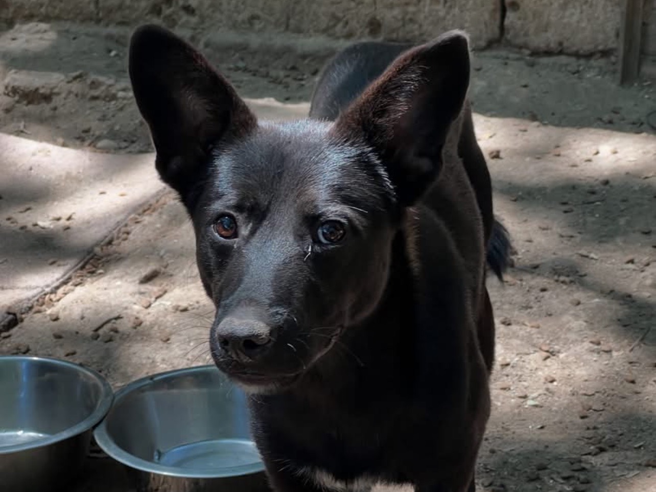 Adozione cane, maschio, Razza sconosciuta Razza sconosciuta, 1 anno e 1 mese, taglia media contenuta, Roma