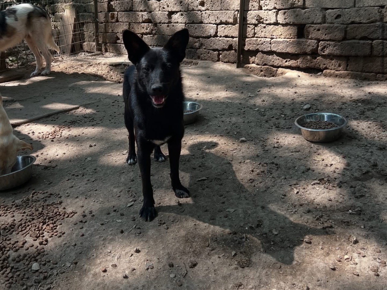 Adotta un cane, maschio, 1 anno e 1 mese, Roma