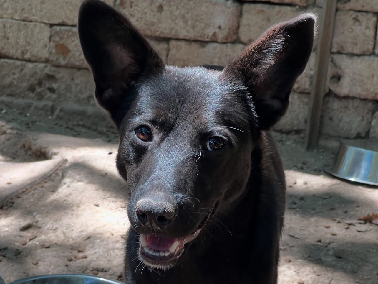 Vuoi adottare un cane a Roma?