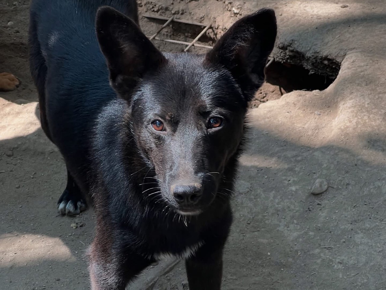Adotta il cane Ulisse a Roma