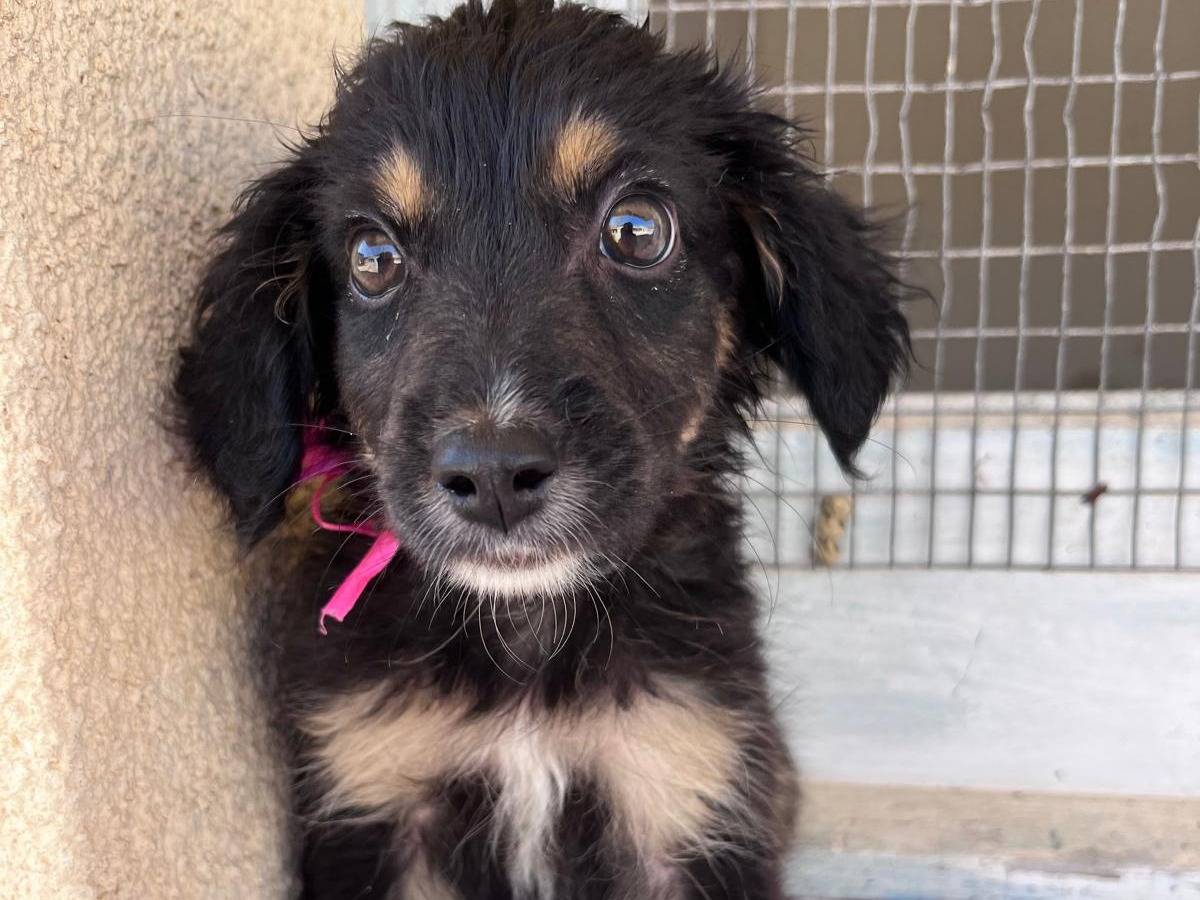 Adozione cane, maschio, Razza sconosciuta Razza sconosciuta, 2 mesi, taglia media, Trapani