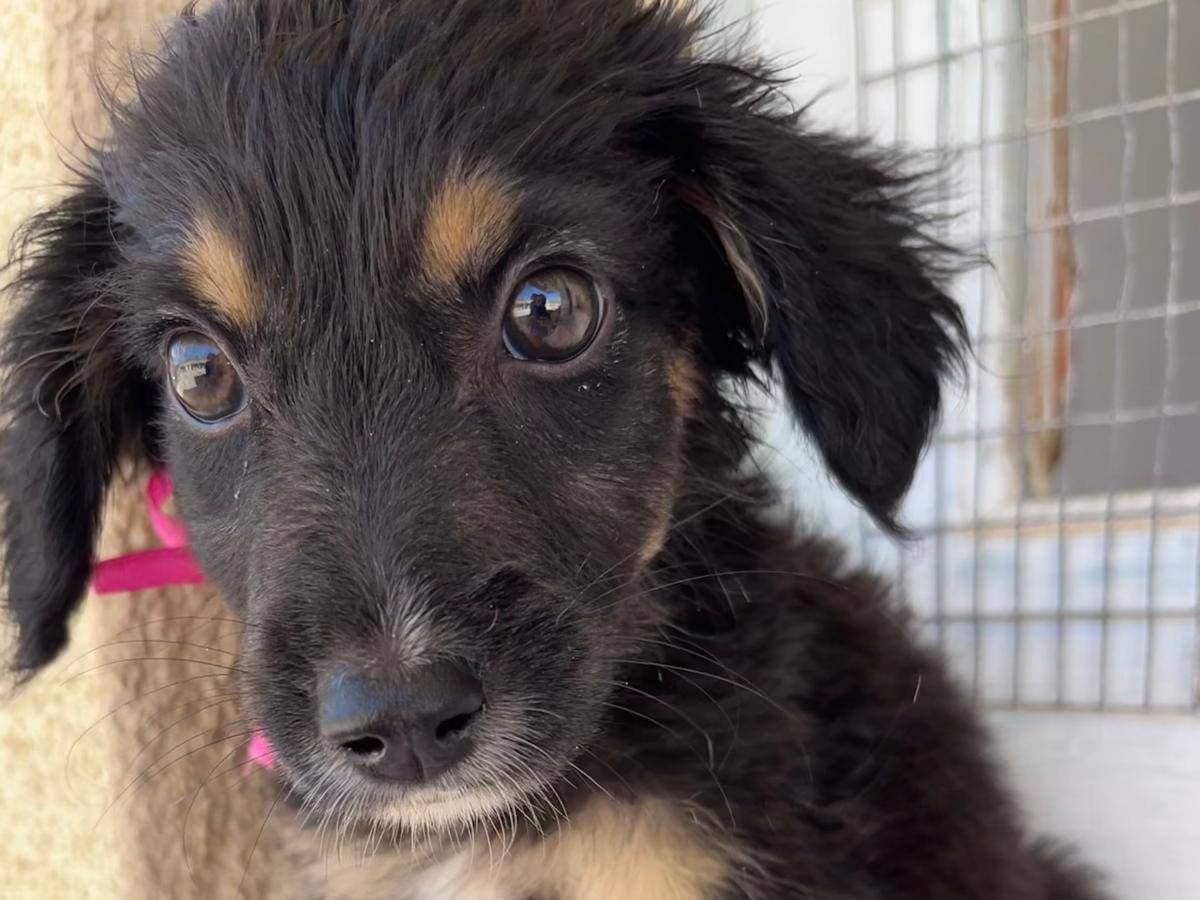 Adotta un cane, maschio, 2 mesi, Trapani