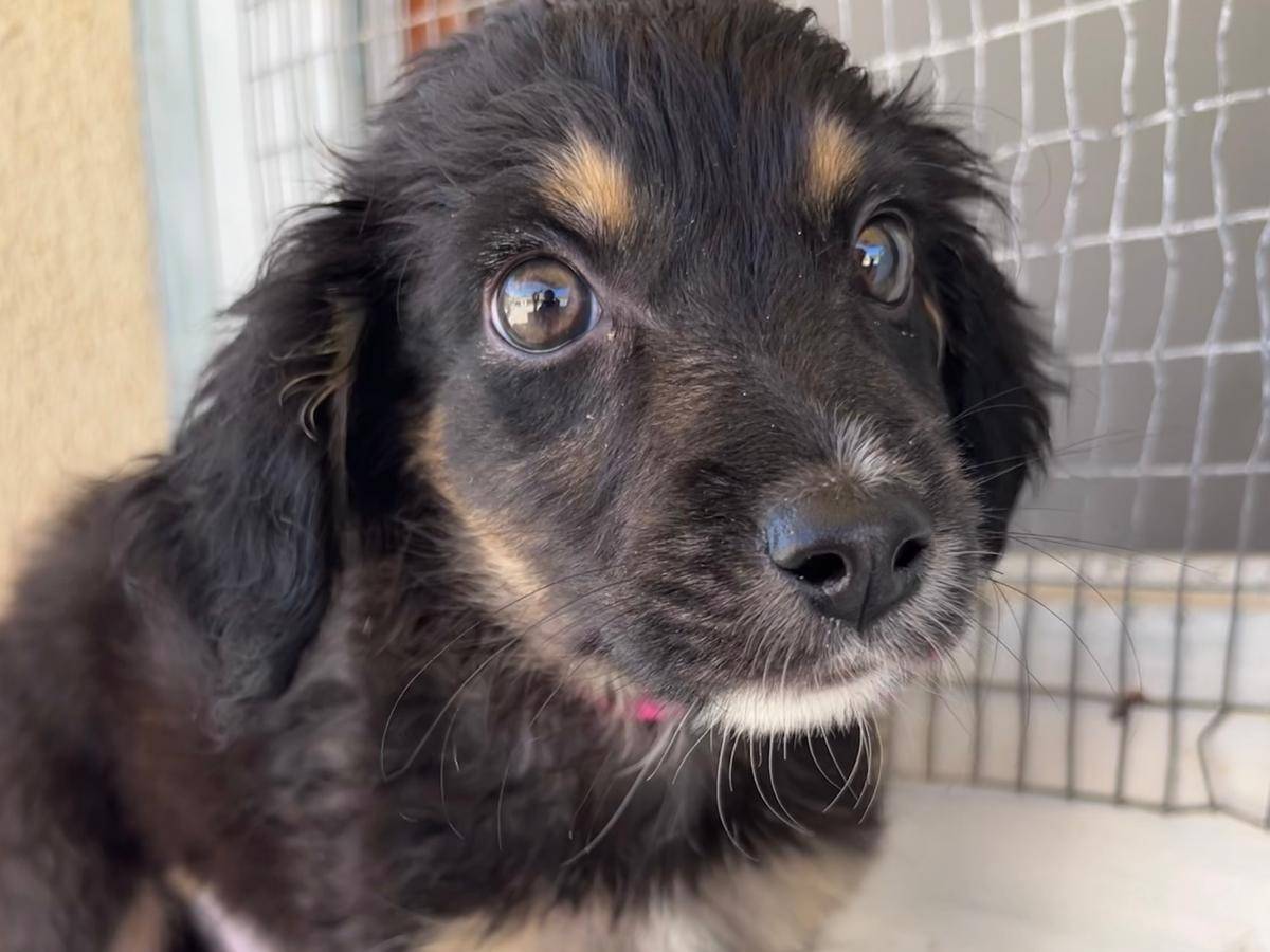Adotta un cane, taglia media, maschio, Trapani
