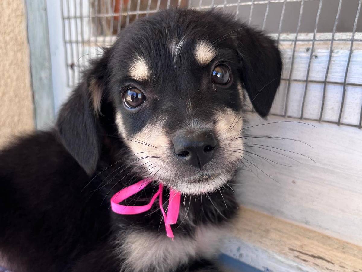 Adozione cane, femmina, Razza sconosciuta Razza sconosciuta, 2 mesi, taglia media, Trapani