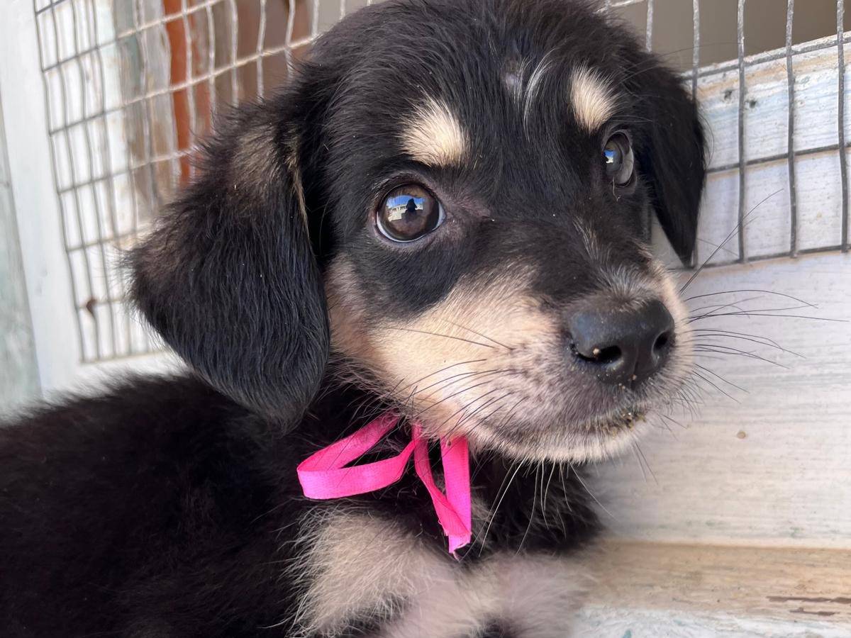 Adotta un cane, femmina, 2 mesi, Trapani