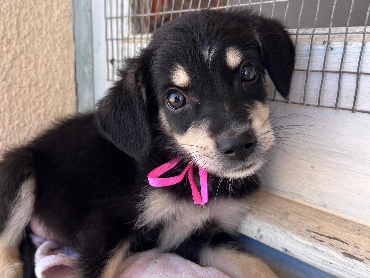Adotta un cane, taglia media, femmina, Trapani