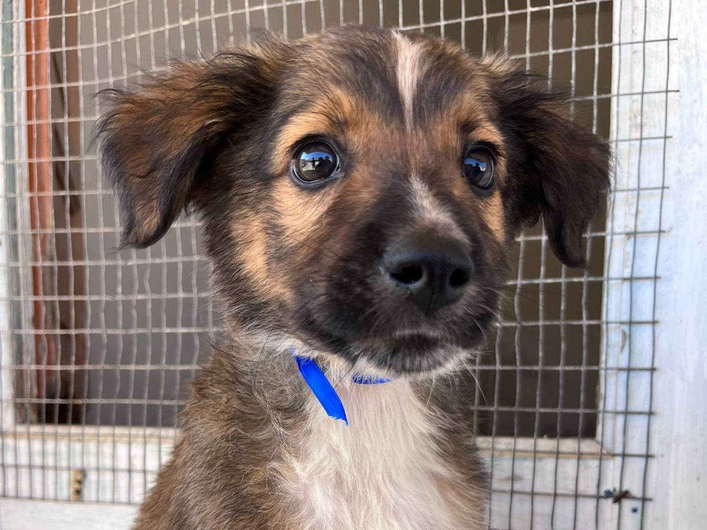 Adozione cane, maschio, Razza sconosciuta Razza sconosciuta, 2 mesi, taglia media, Trapani