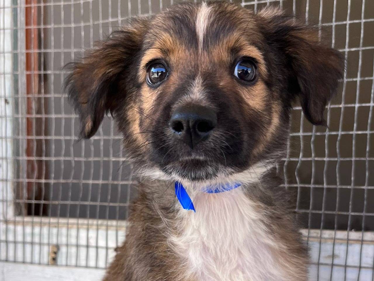 Adotta un cane, maschio, 2 mesi, Trapani