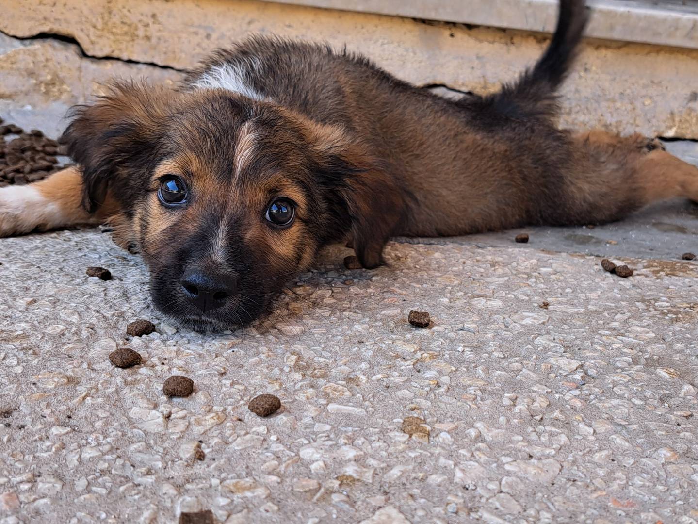 Adotta un cane, taglia media, maschio, Trapani