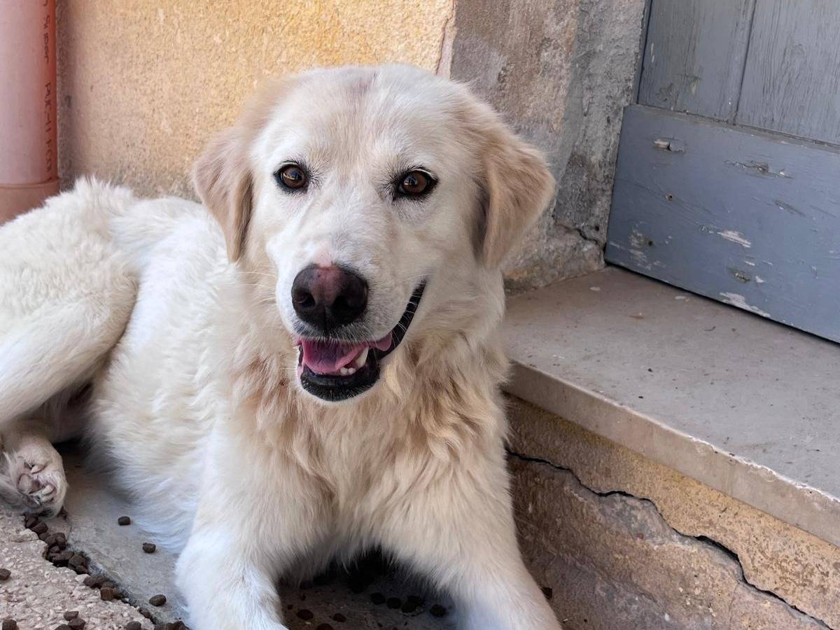 Adozione cane, femmina, Razza sconosciuta Razza sconosciuta, 1 anno e 2 mesi, taglia media, Trapani