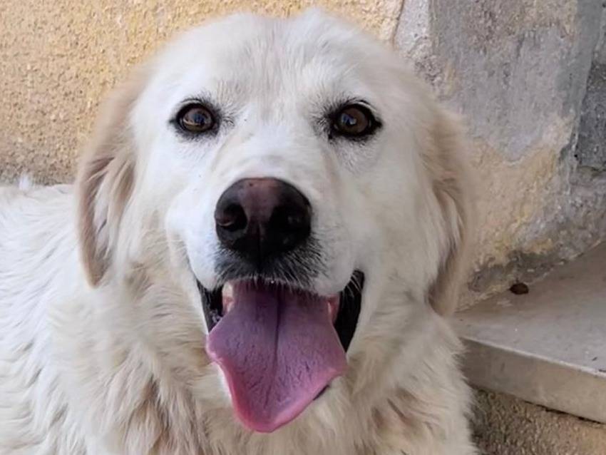 Adotta un cane, femmina, 1 anno e 2 mesi, Trapani