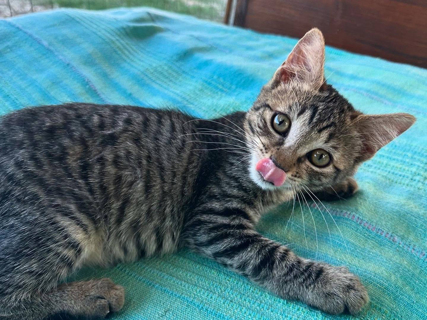 Adozione gatto, femmina, Razza sconosciuta Razza sconosciuta, 1 mesi, taglia non valida, Roma