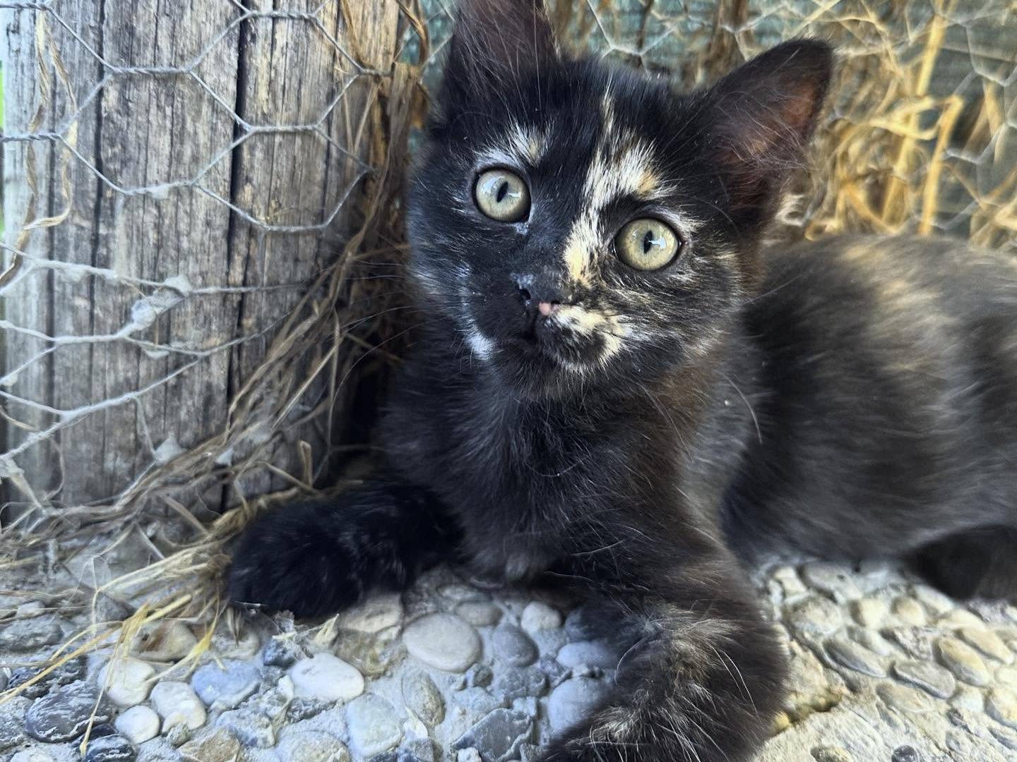Adozione gatto, femmina, Razza sconosciuta Razza sconosciuta, 1 mesi, taglia non valida, Roma