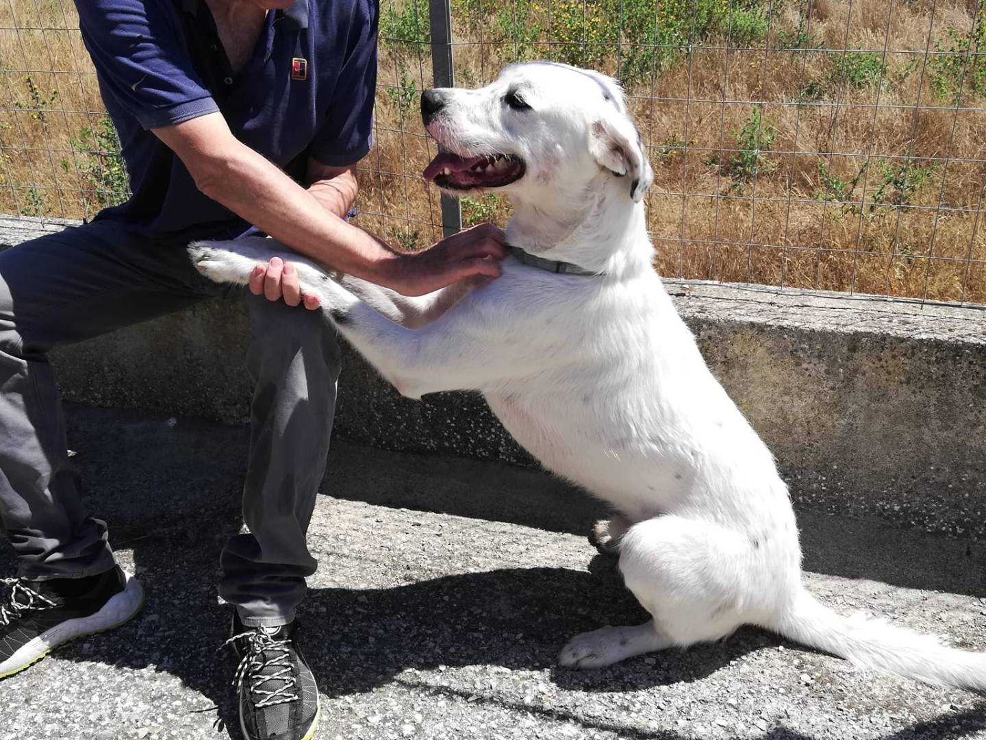 Adotta il cane Paride a Caserta