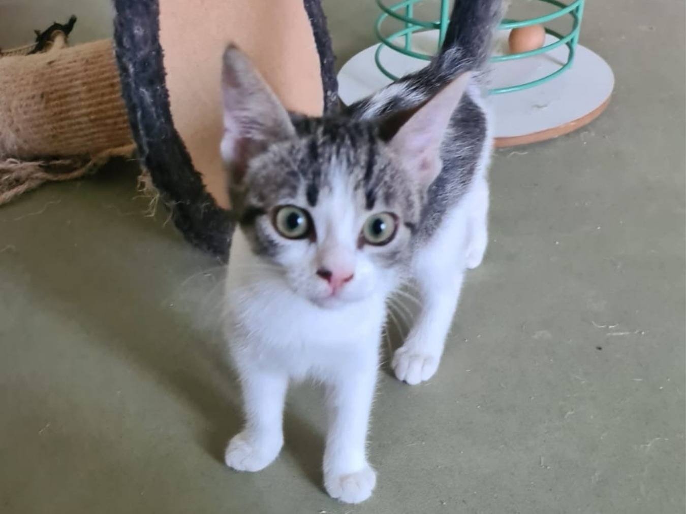 Adozione gatto, femmina, Razza sconosciuta Razza sconosciuta, 1 mesi, taglia non valida, Bari