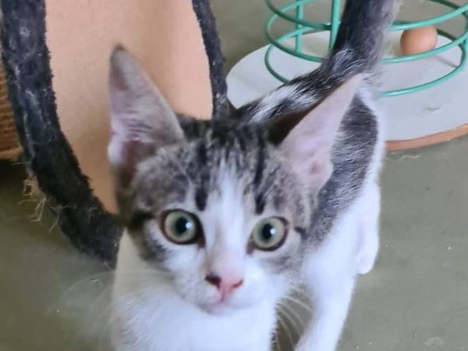 Adotta un gatto, femmina, 1 mesi, Bari