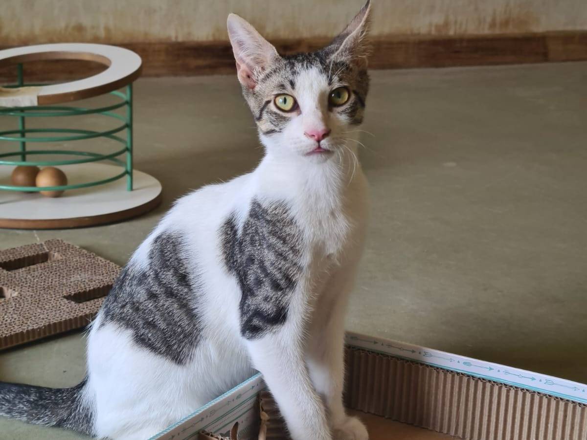 Adozione gatto, maschio, Razza sconosciuta Razza sconosciuta, 1 mesi, taglia non valida, Bari