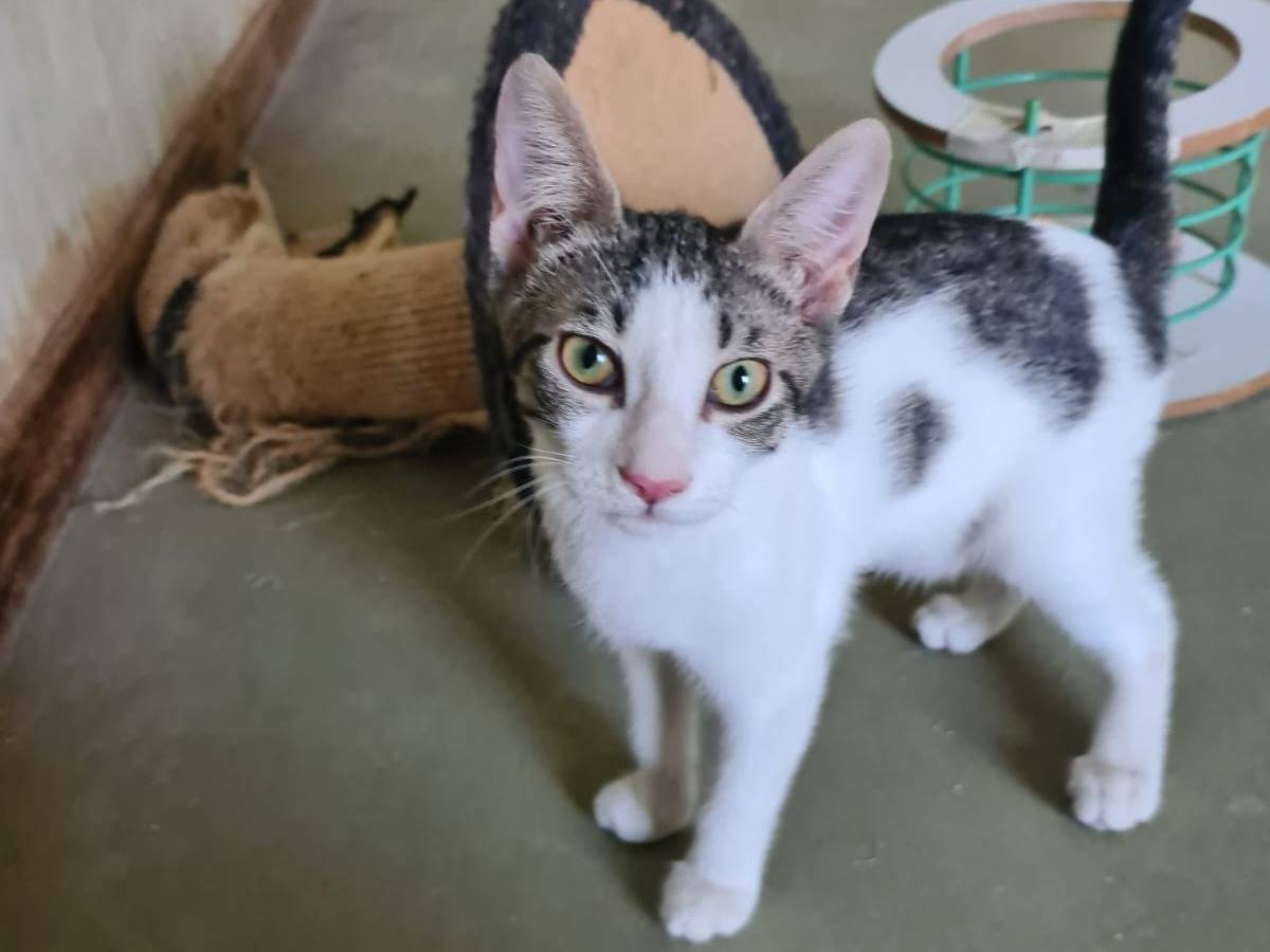Vuoi adottare un gatto a Bari?