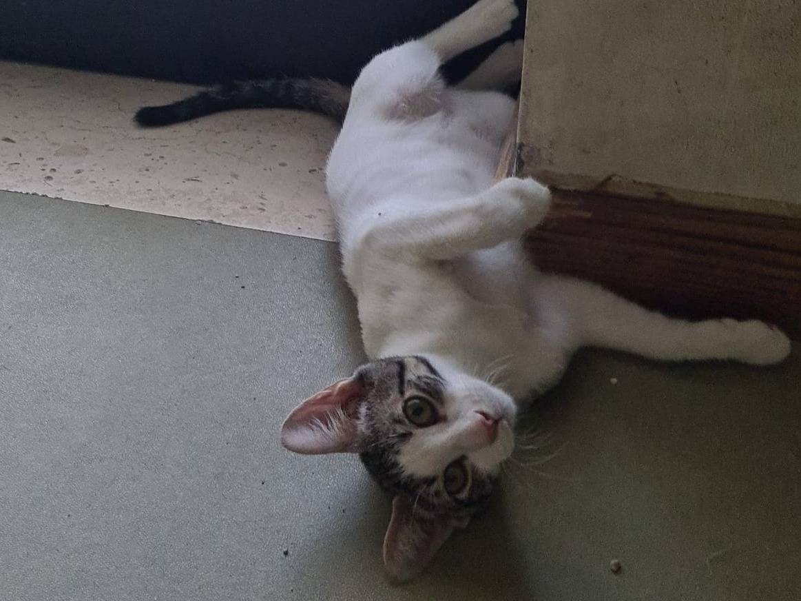 Adotta il gatto Oscar a Bari