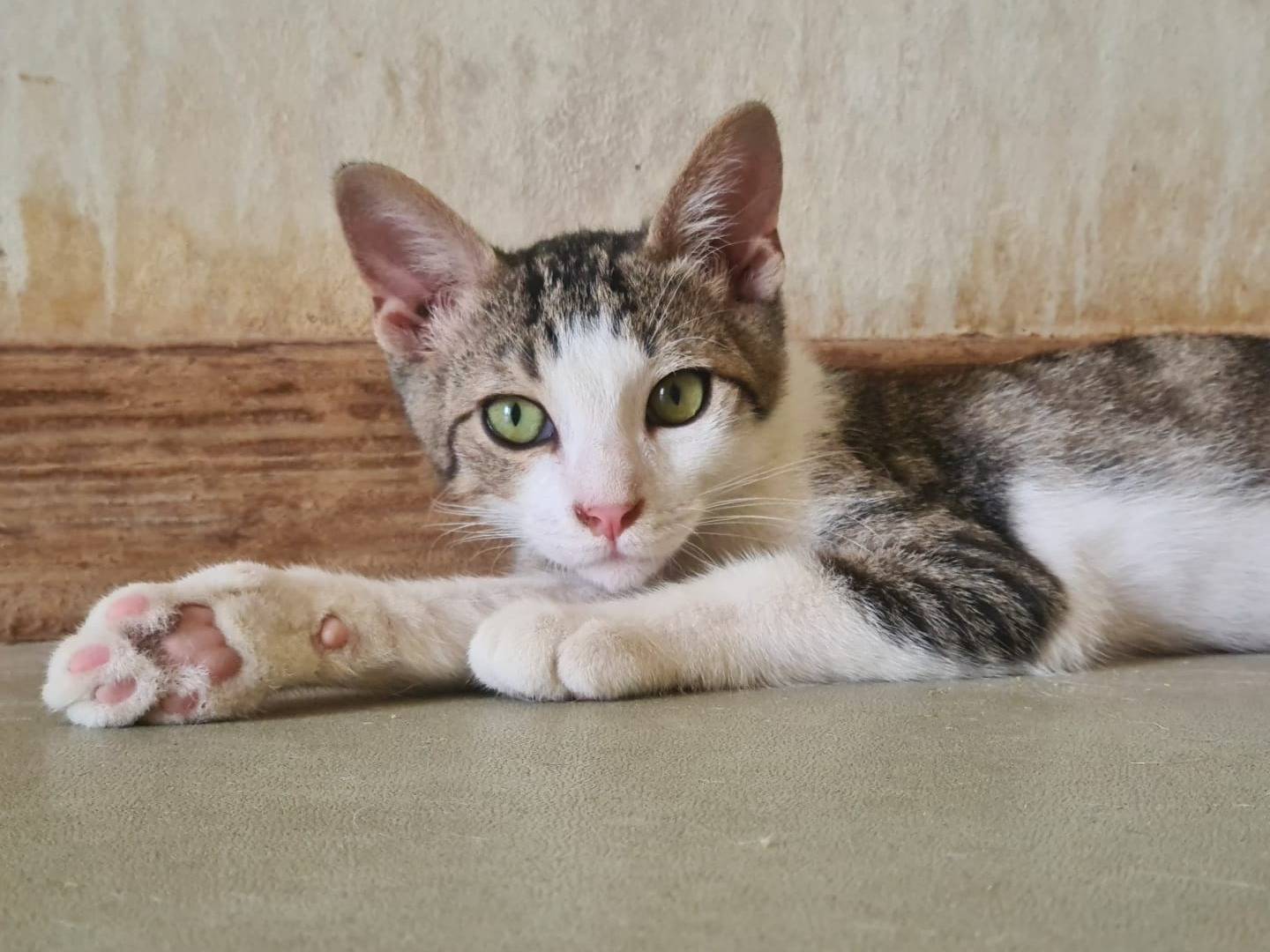 Adozione gatto, maschio, Razza sconosciuta Razza sconosciuta, Età non disponibile, taglia non valida, Bari