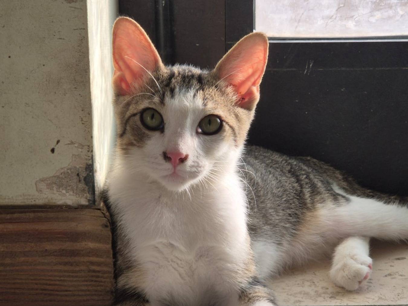 Adotta un gatto, maschio, Età non disponibile, Bari