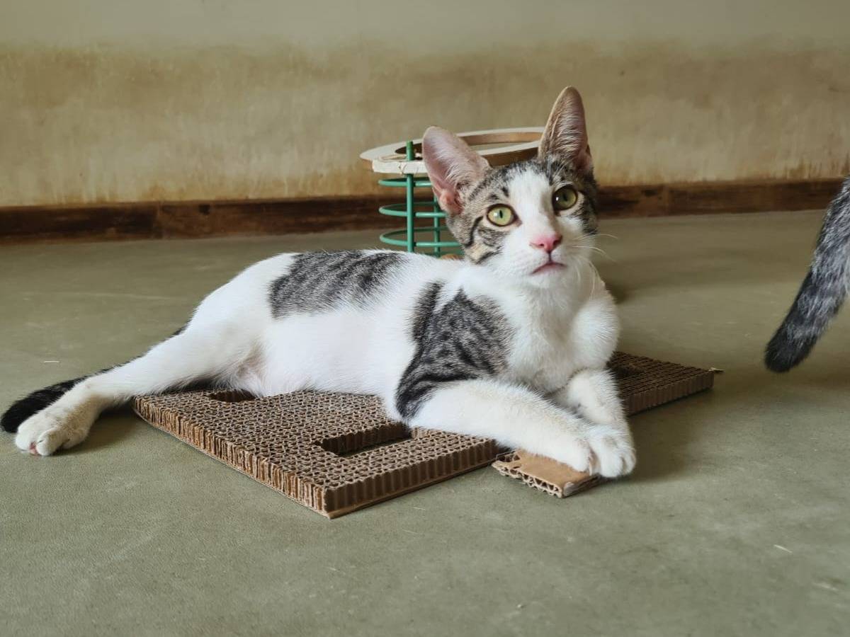 Vuoi adottare un gatto a Bari?