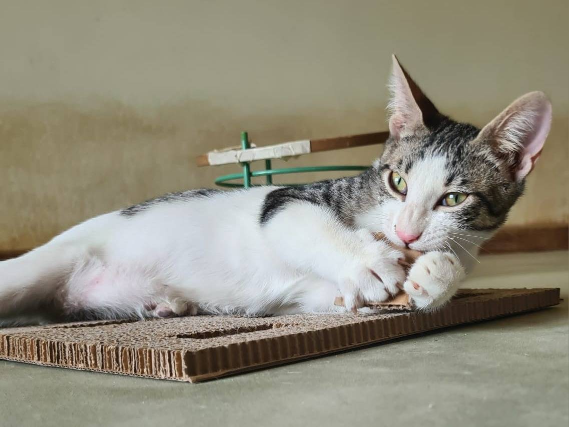 Adotta il gatto Max a Bari