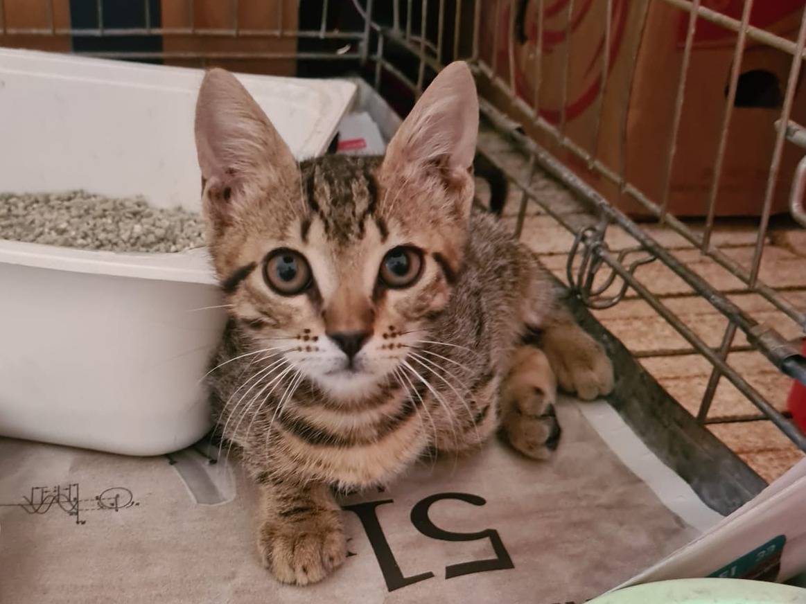 Vuoi adottare un gatto a Bari?