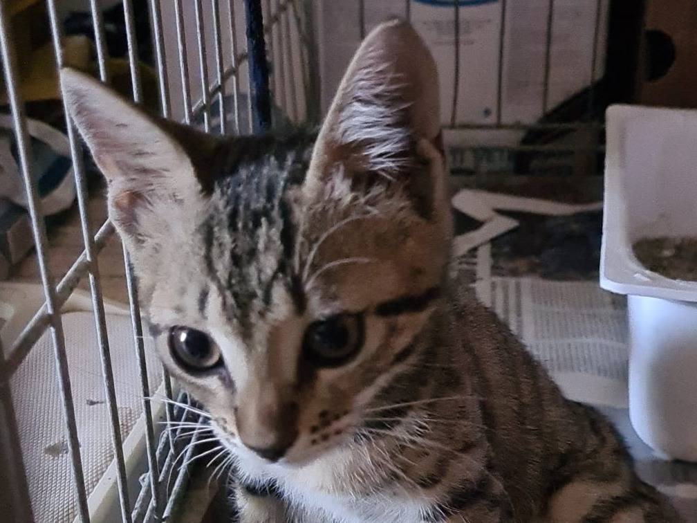 Adotta il gatto Lando a Bari