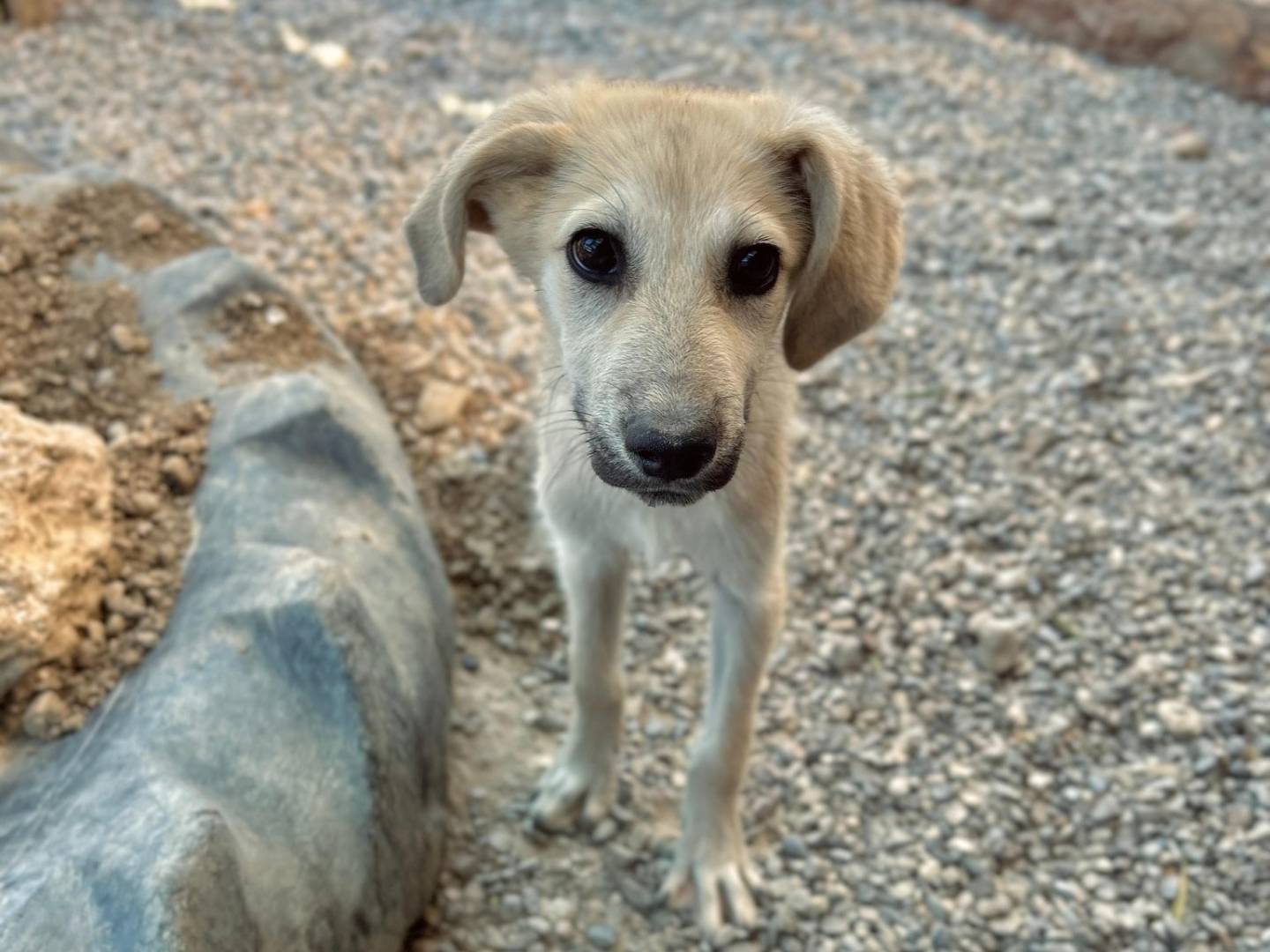 Adozione cane, maschio, Razza sconosciuta Razza sconosciuta, 3 mesi, taglia media contenuta, Crotone