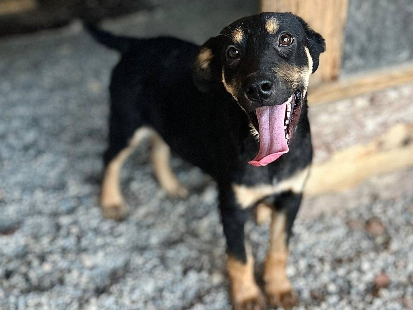 Adozione cane, maschio, Razza sconosciuta Razza sconosciuta, 4 mesi, taglia media contenuta, Crotone