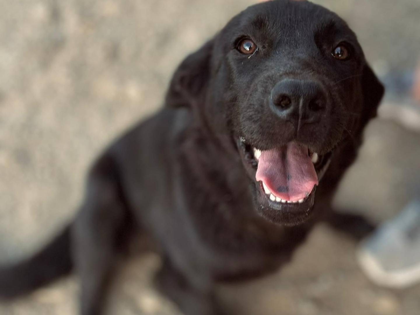 Adozione cane, femmina, Labrador Retriever Razza sconosciuta, 4 mesi, taglia media, Crotone