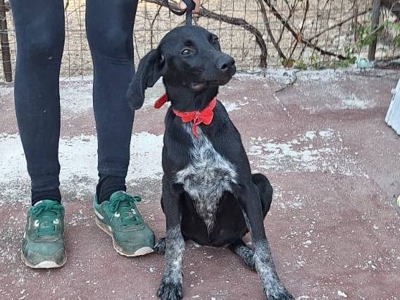 Adotta un cane, femmina, 3 mesi, Milano