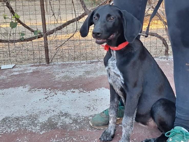 Adotta un cane, taglia media, femmina, Milano