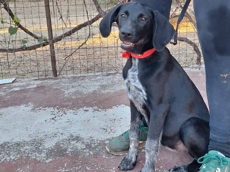 Adotta il cane Grace a Milano