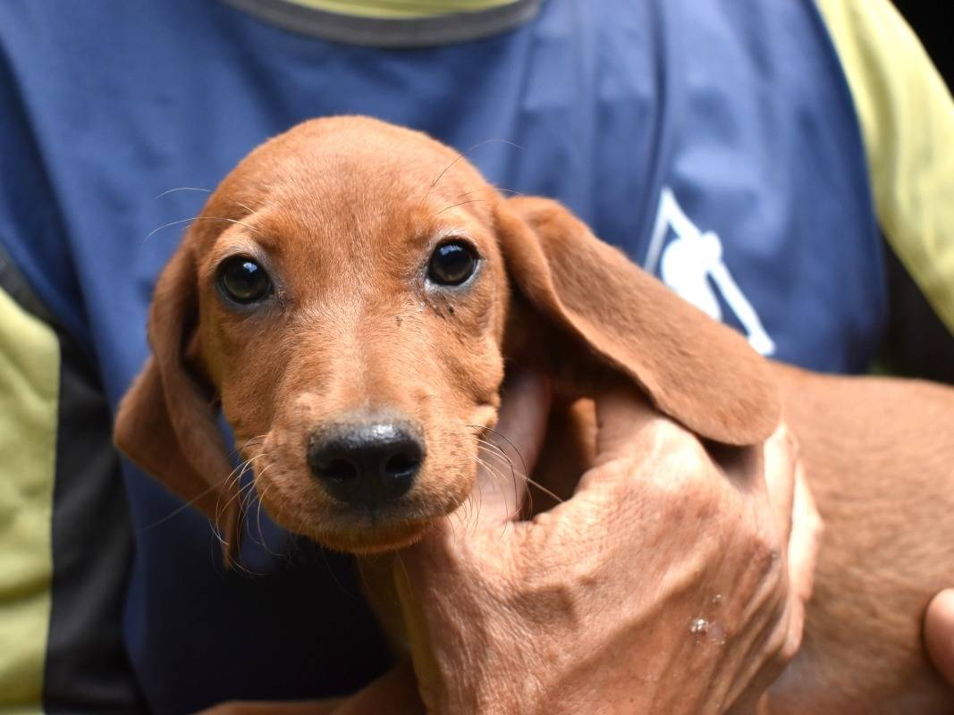 Adozione cane, maschio, Razza sconosciuta Bassotto, 3 mesi, taglia piccola, Roma